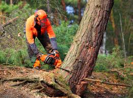 How Our Tree Care Process Works  in  Occoquan, VA